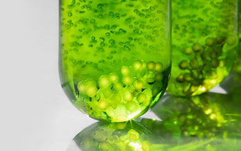 Experimental tubes with algae for biofuel and renewable energy research