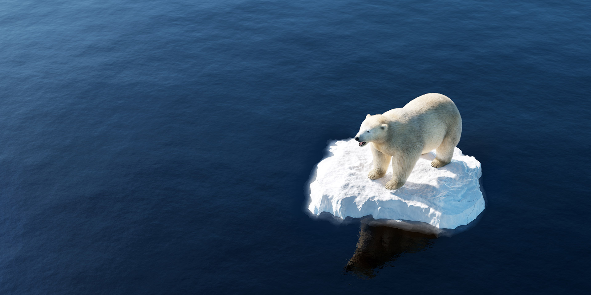 Un ours polaire qui dérive sur un morceau de banquise