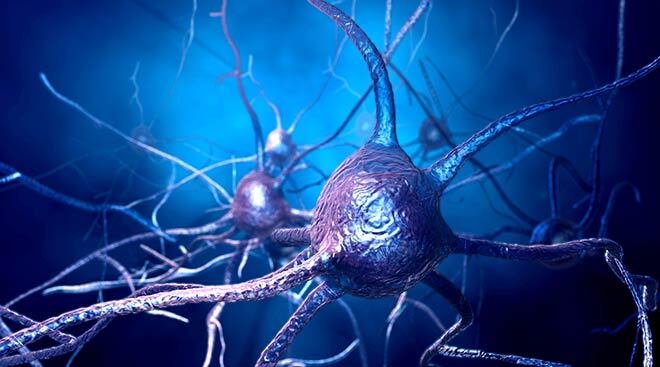 Neurons in the human brain