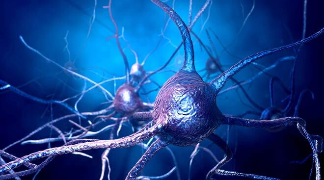 Neurone d’un cerveau humain