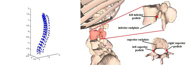 Exploring spinal biomechanics through 3D models and simulations.