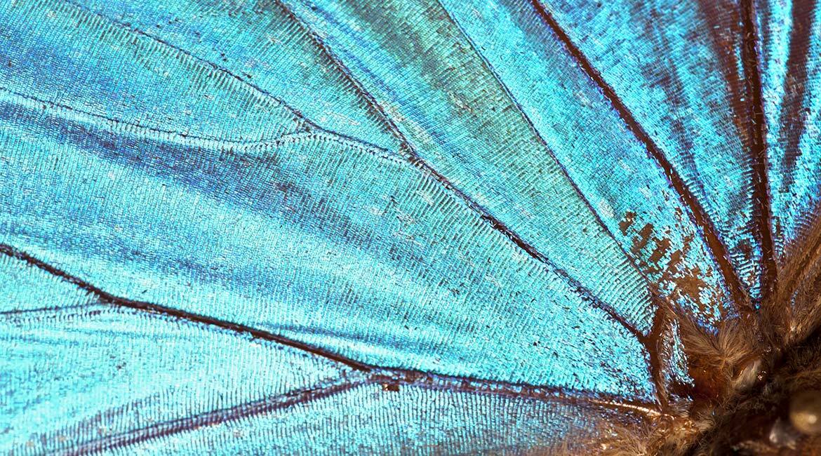 Structure microscopique d'une aile de papillon bleu étincelante, illustrant la biomimétique.