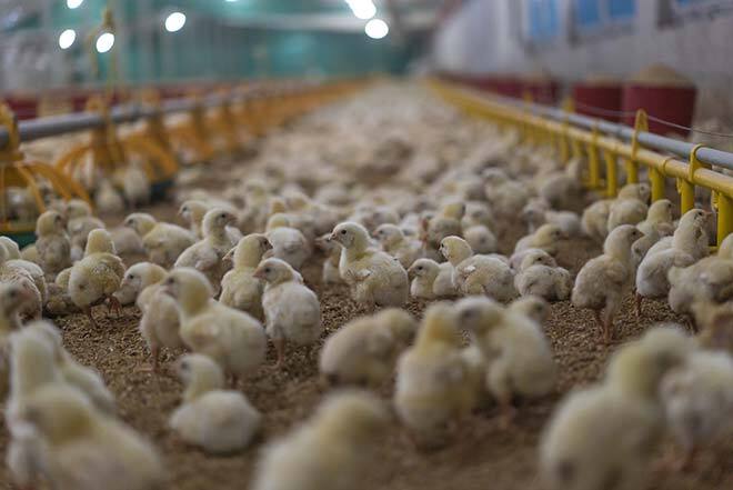 Poussins dans un poulailler