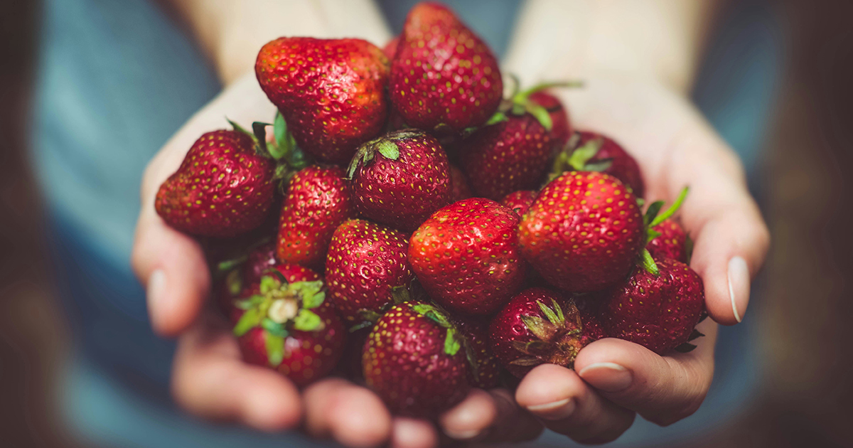 Des fraises rouges et mûres tenues à pleines mains, évoquant la fraîcheur et le naturel.