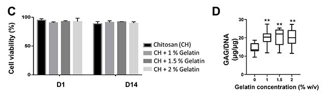 Chitosan gel properties