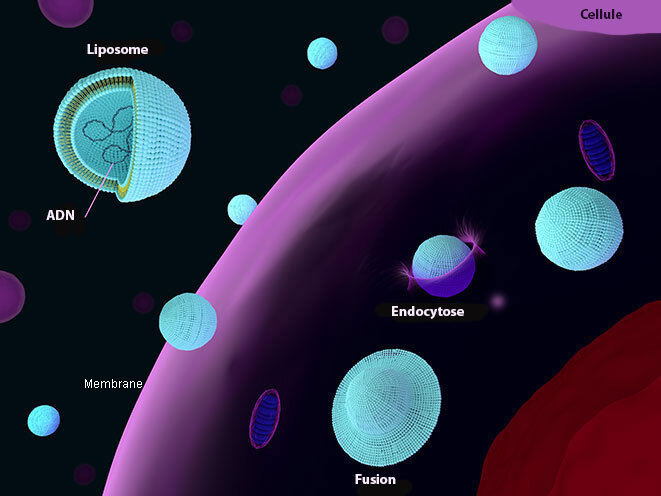 Liposomes ciblant une cellule