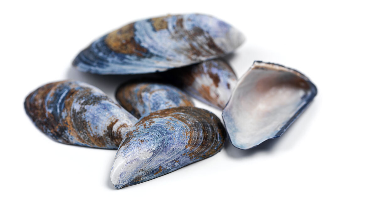 Mussels isolated on white background, marine bivalve shellfish.