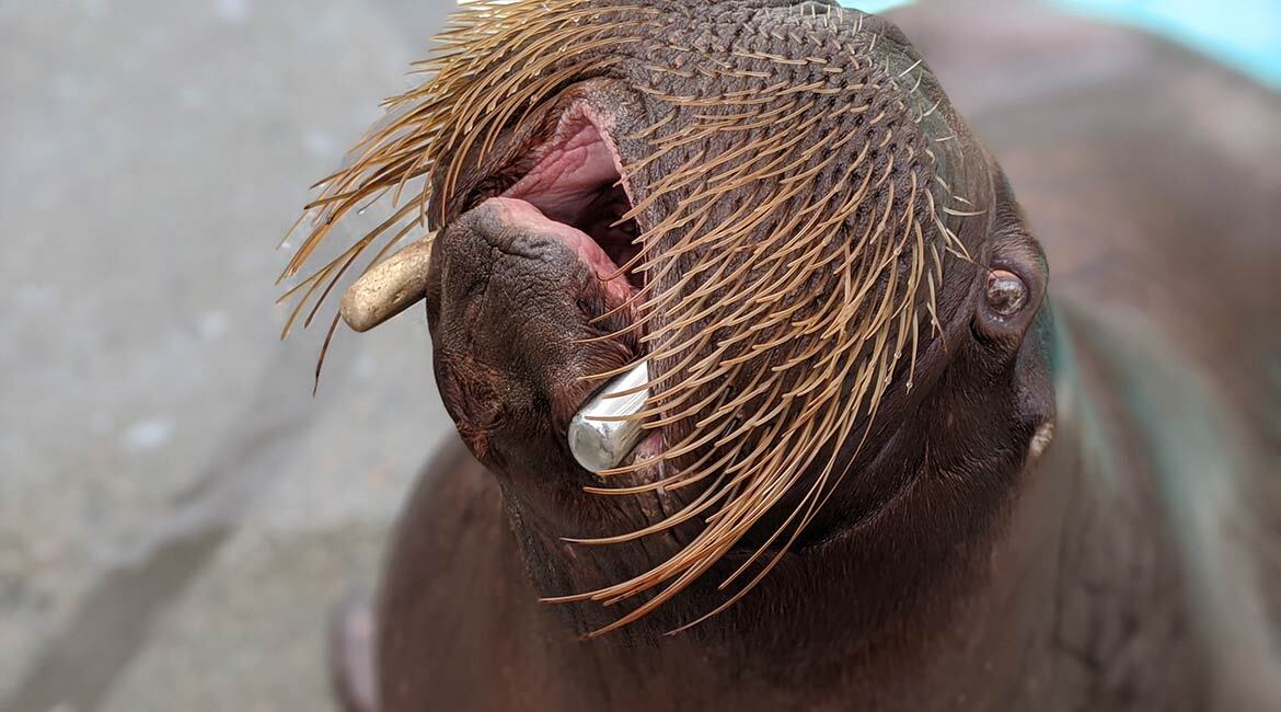 Prosthetic crowns for walrus tusks