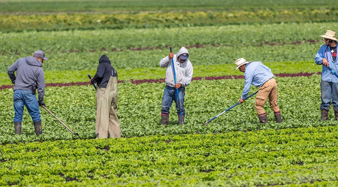 Étude agricole: travailleurs cultivant des légumes en champ.