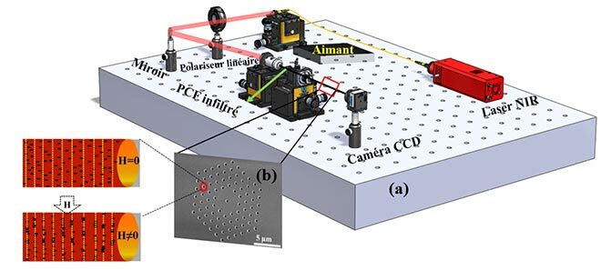 Comportement de nanoparticules magnétiques