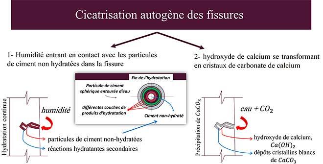 L’autocicatrisation du béton