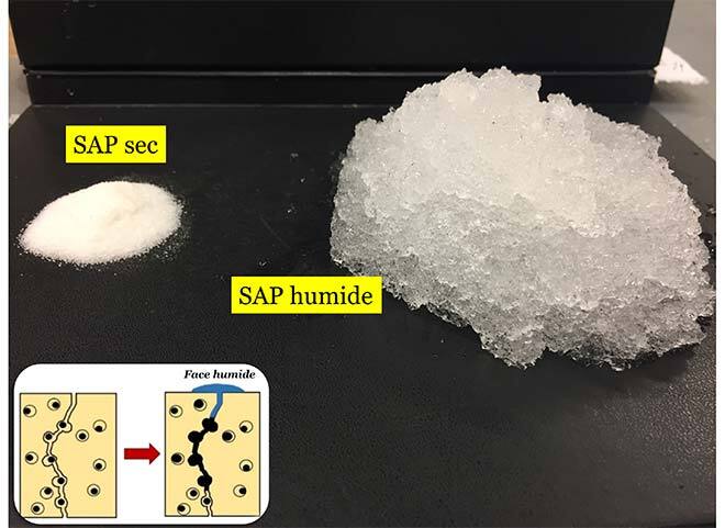 Quelle quantité d’eau peut absorber un polymère super absorbant ?