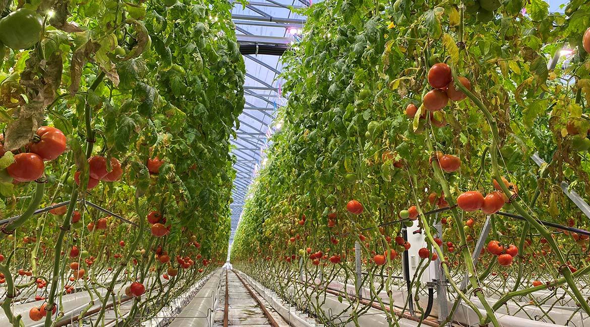 Serre high-tech avec culture de tomates en rangées verticales, intégrant l'agriculture de précision.