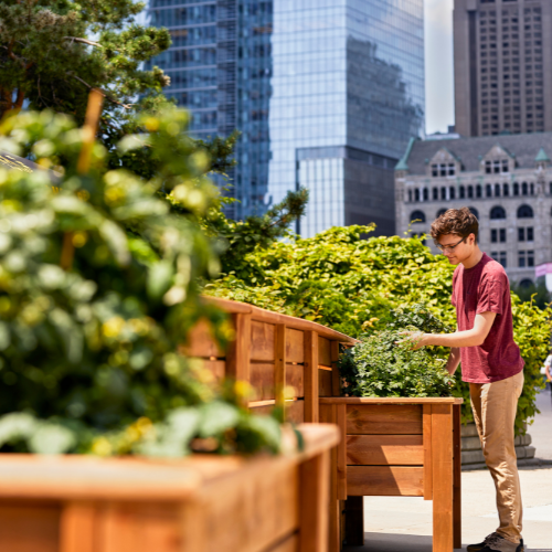 Jeune homme cultivant des plantes avec Montréal en arrière-plan