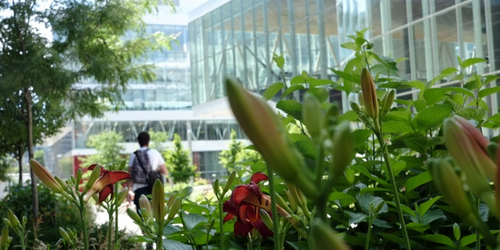 Campus verdoyant avec fleurs en premier plan et bâtiment moderne en arrière-plan, étudiant au loin.