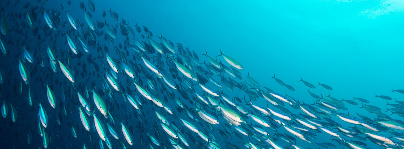 A vibrant school of fish swims gracefully through clear blue waters, showcasing the beauty and complexity of marine life.
