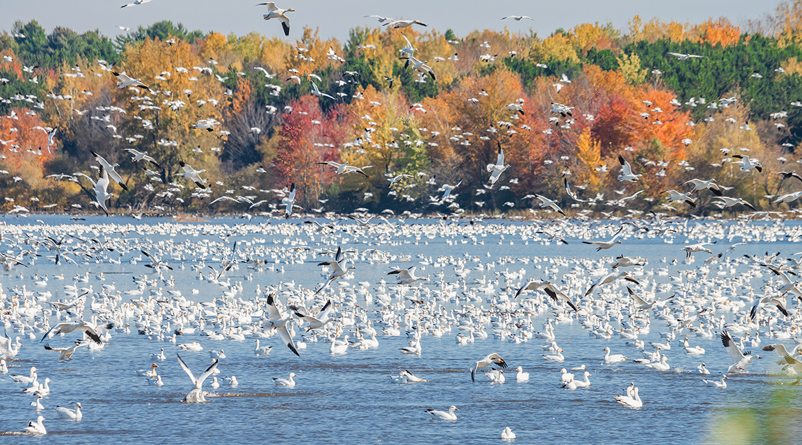 Des oiseaux s'envolent au-dessus d'un lac devant des arbres automnaux.