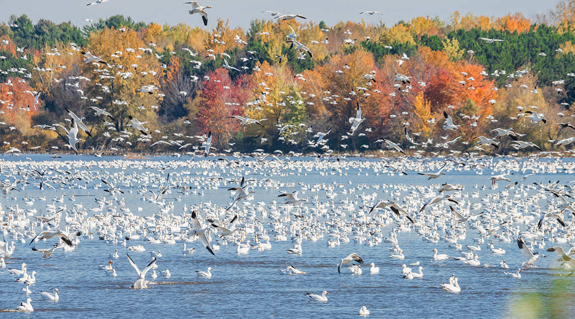 Des oiseaux s'envolent au-dessus d'un lac devant des arbres automnaux.