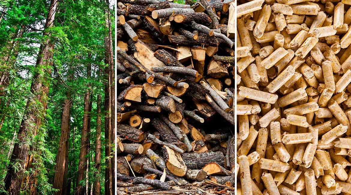 Forêt vivante, bois coupé, granulés de bois: cycle du bois et énergie renouvelable.