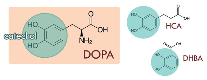Molécules : catéchol, DOPA, acide hydrocafféique et acide dihydrobenzoique.