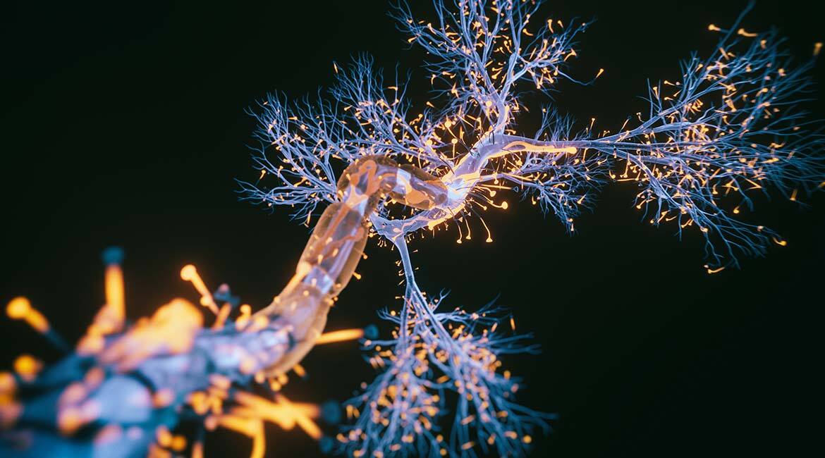 Brain synapses