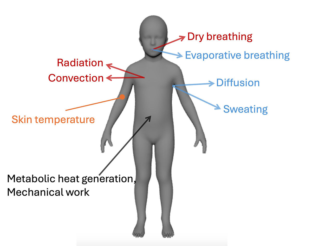 Representation of the thermal regulation mechanisms of the human body, including respiration, diffusion, and evaporation.