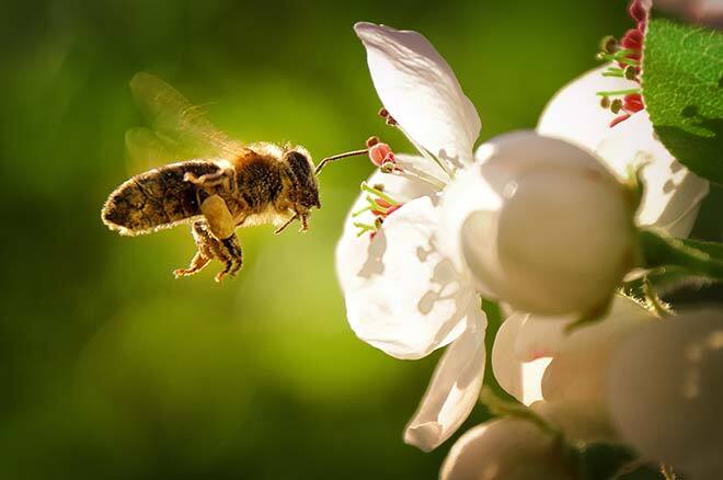 Flower pollinated by a bee