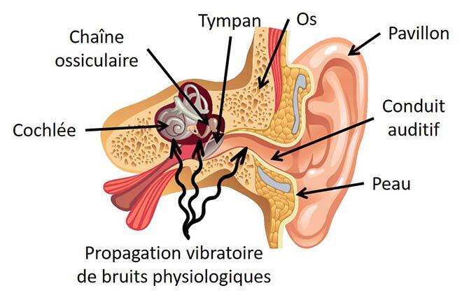 Propagations vibratoires de bruits physiologiques