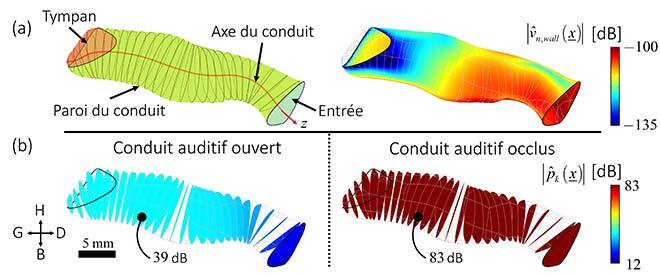 Champ vibratoire du conduit auditif