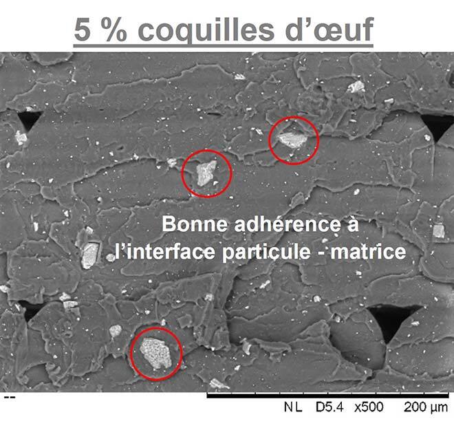 Image MEB du mélange 5 % coquilles d’oeuf