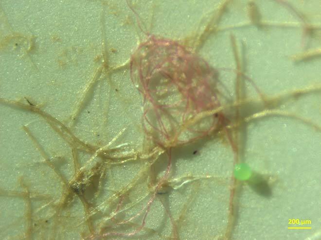 Microscopic fibers intertwined, showcasing intricate material structures at a university tech lab.