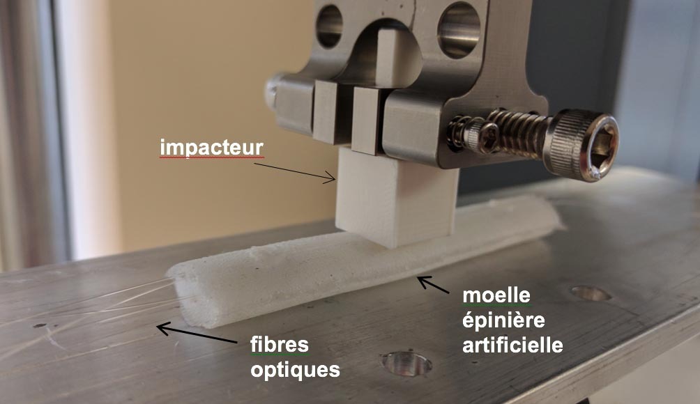 Expérience sur une moelle épinière artificielle avec impacteur et fibres optiques.