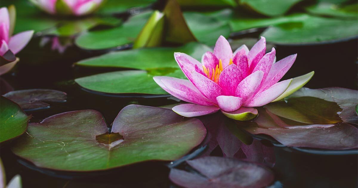 A fully bloomed pink lotus flower rests peacefully on a pond, surrounded by lush green leaves, creating a serene scene.