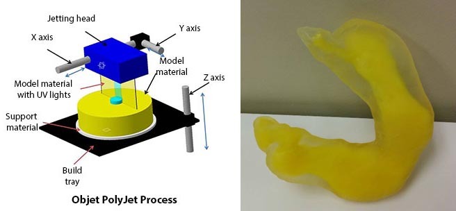 The stomach was printed in Tango plus, a very flexible material