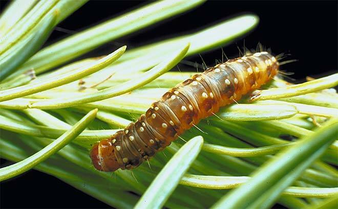 A caterpillar navigating on pine needles, showcasing biological study.