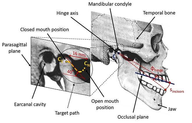Biomechanical model of the temporomandibular articulation