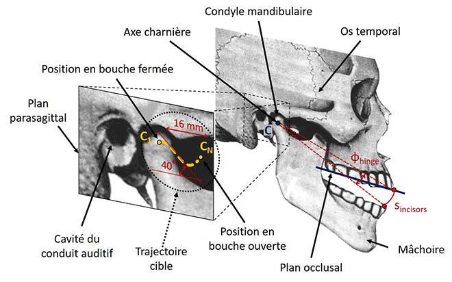 Modèle biomécanique de l’articulation temporo-mandibulaire