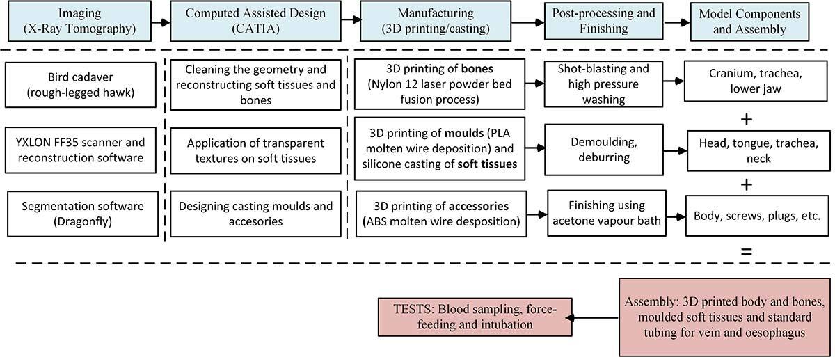 Processus de conception et fabrication 3D pour modèles anatomiques.