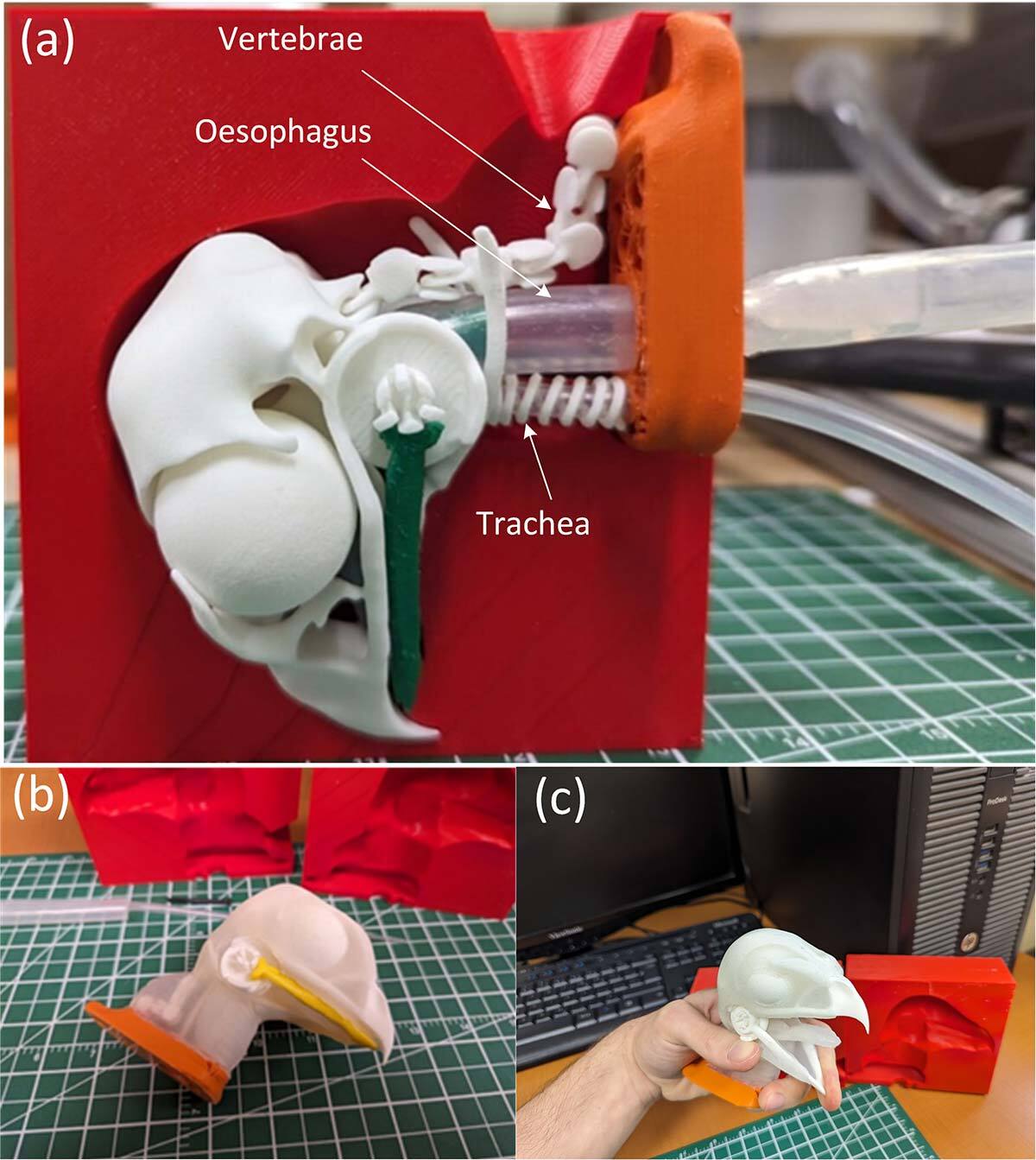 Modèles imprimés en 3D de structures anatomiques pour l'éducation.