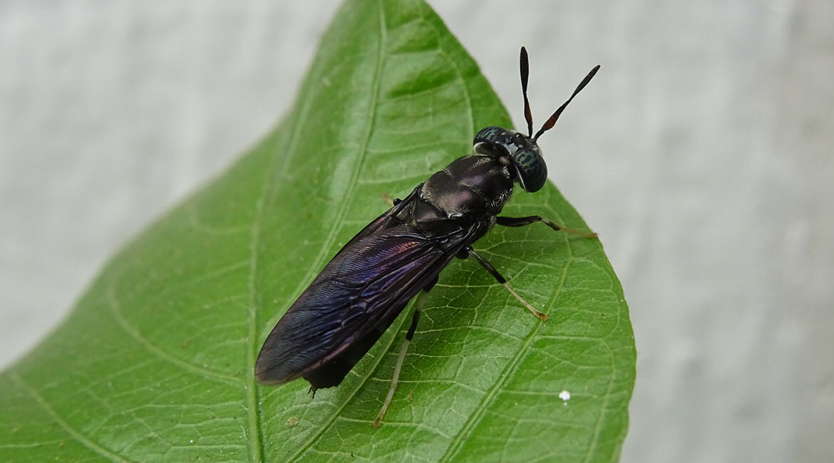 Insecte noir luisant sur feuille verte, évoquant la biodiversité et l'étude entomologique.