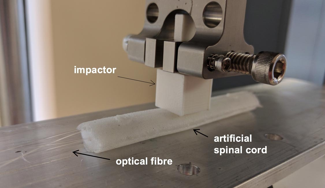 Impact testing setup with artificial spinal cord and optical fiber for data.