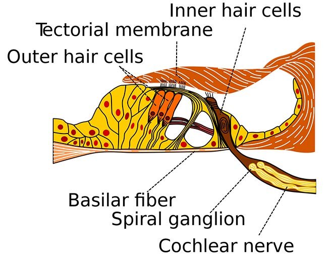 The outer hair cells emits otoacoustic emissions