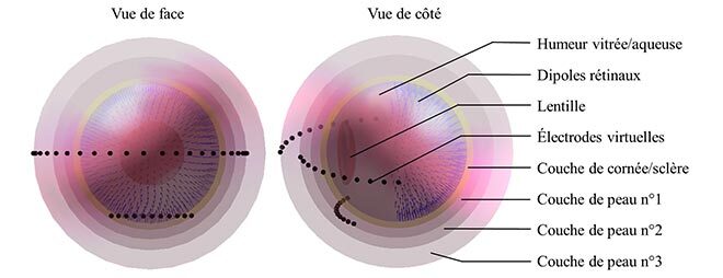 Modèle électrophysiologique de l’œil