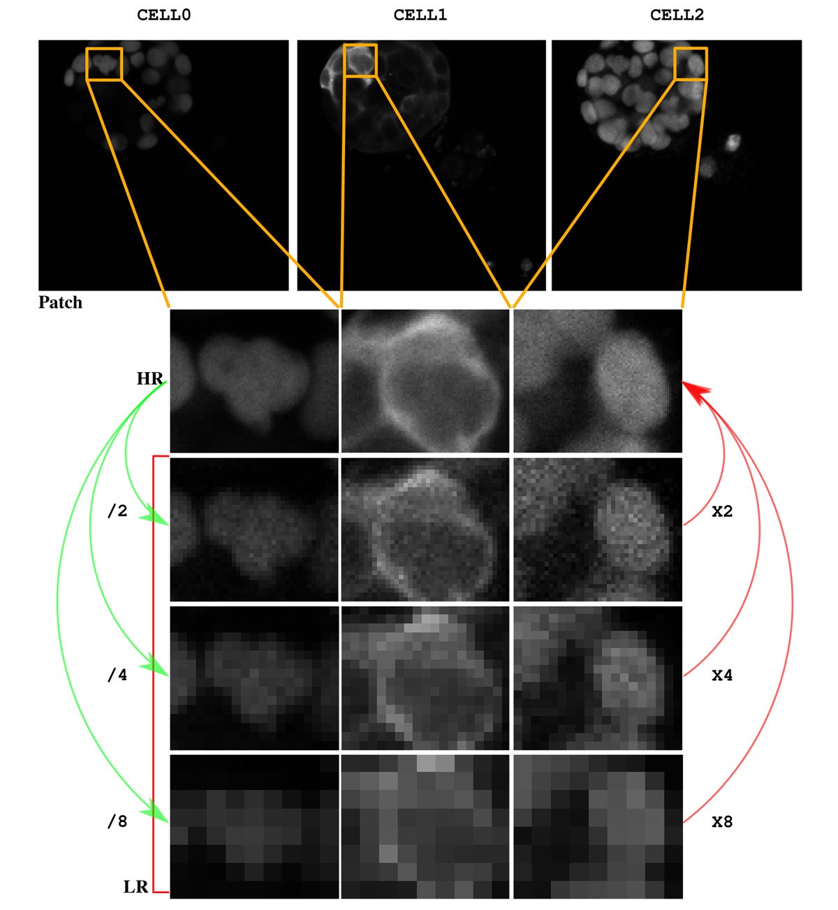 Analyse comparative de cellules avec variation de résolution, illustrant les différentes étapes de traitement d'image pour améliorer la clarté.